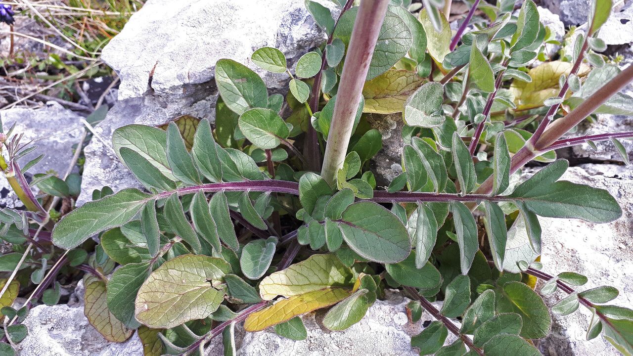 Valeriana dioscoridis — sleep aid houseplant