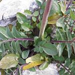 Valeriana dioscoridis