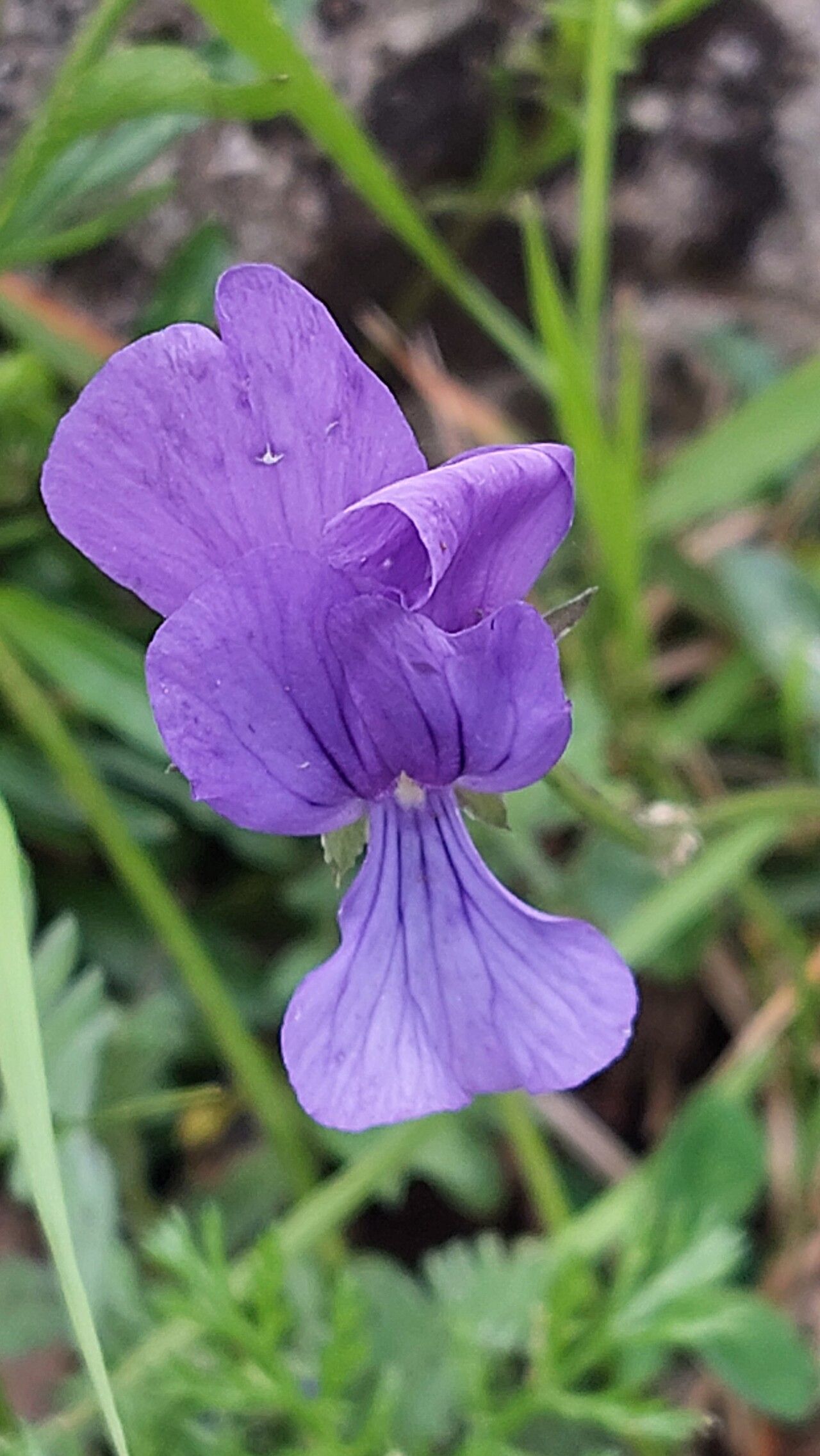 Viola merxmuelleri flower