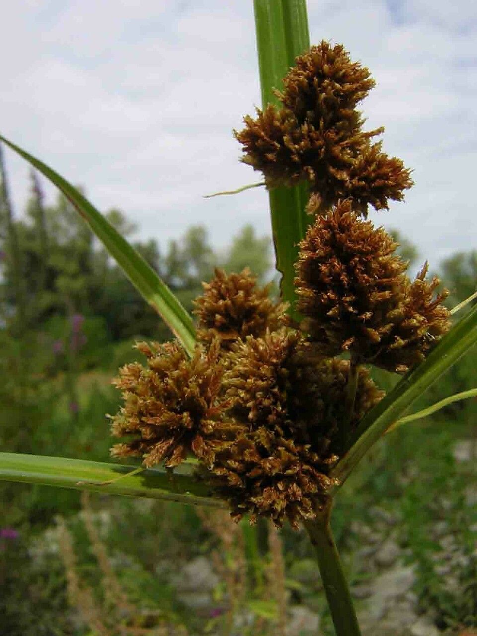 Scirpus atrovirens flower
