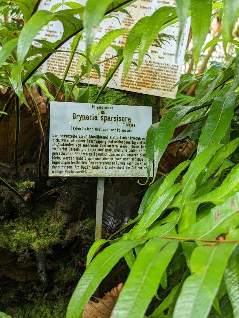 Drynaria sparsisora other