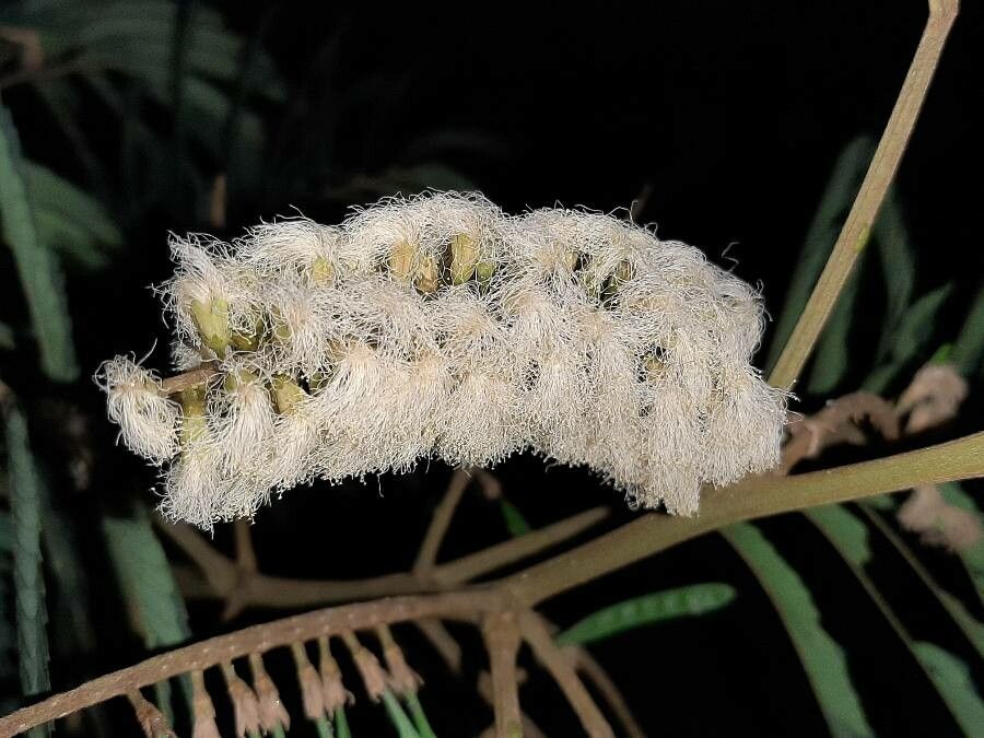 Paraserianthes lophantha flower