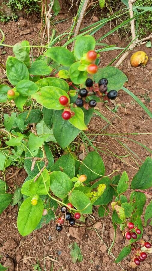 Hypericum forrestii fruit