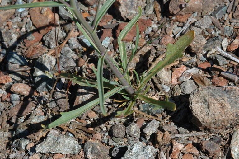 Streptanthus polygaloides habit