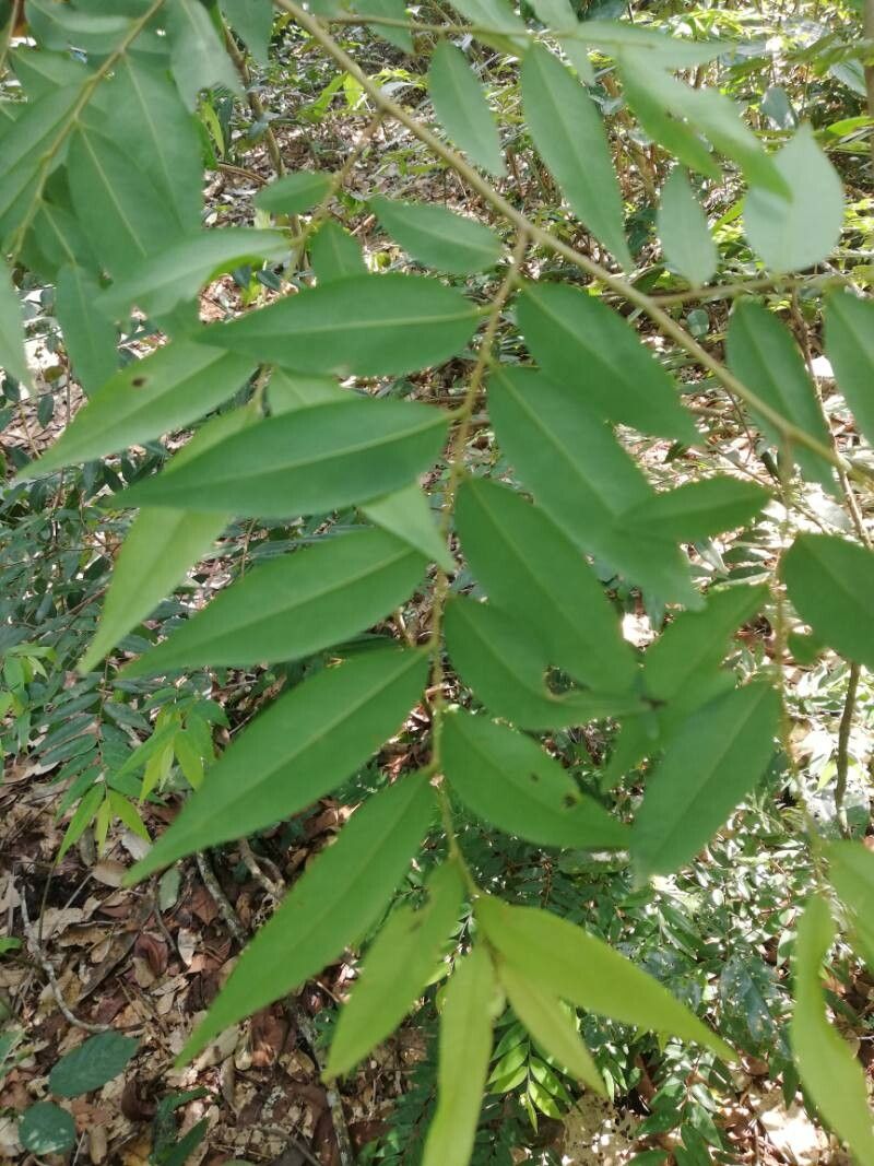 Xylopia hypolampra leaf