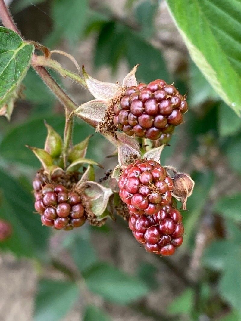 Rubus scaber fruit