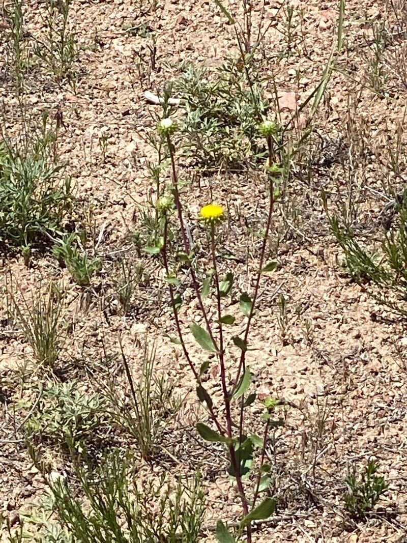 Grindelia subalpina leaf