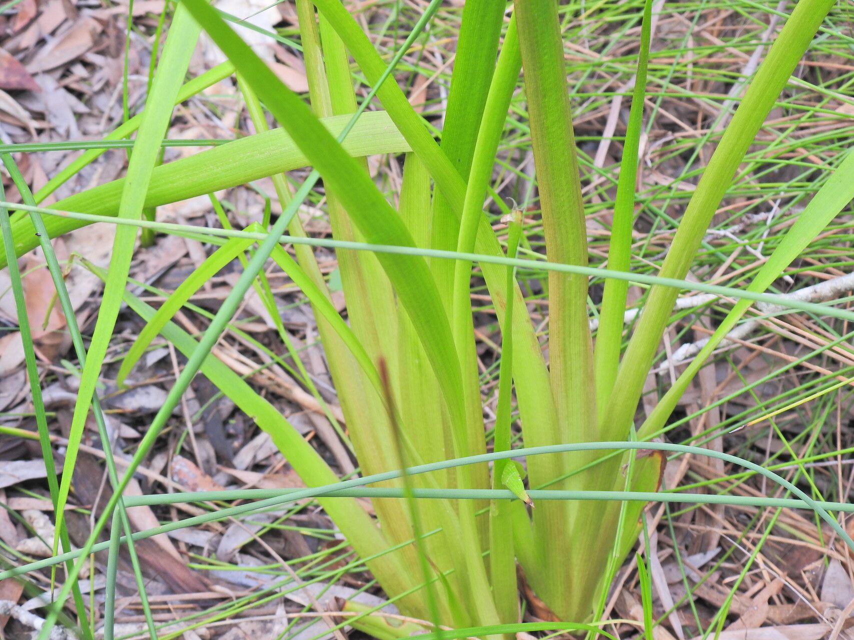 Philydrum lanuginosum leaf