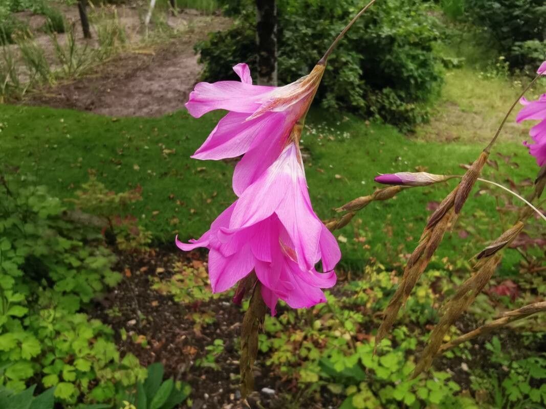 Dierama dracomontanum flower