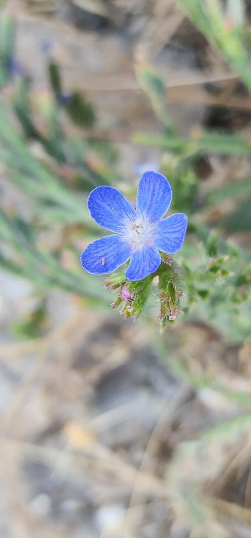 Anchusa iranica flower