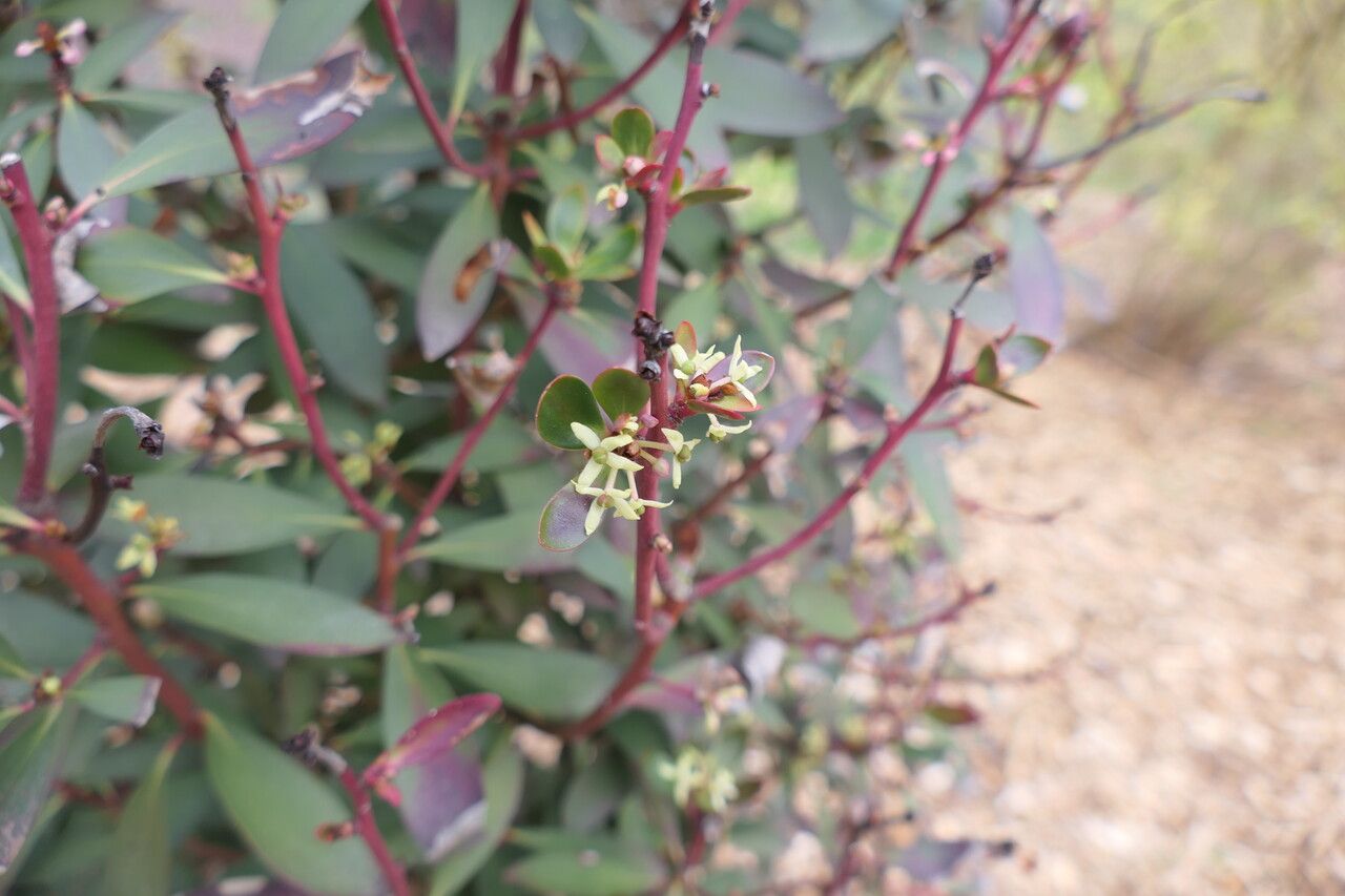 Tasmannia lanceolata flower