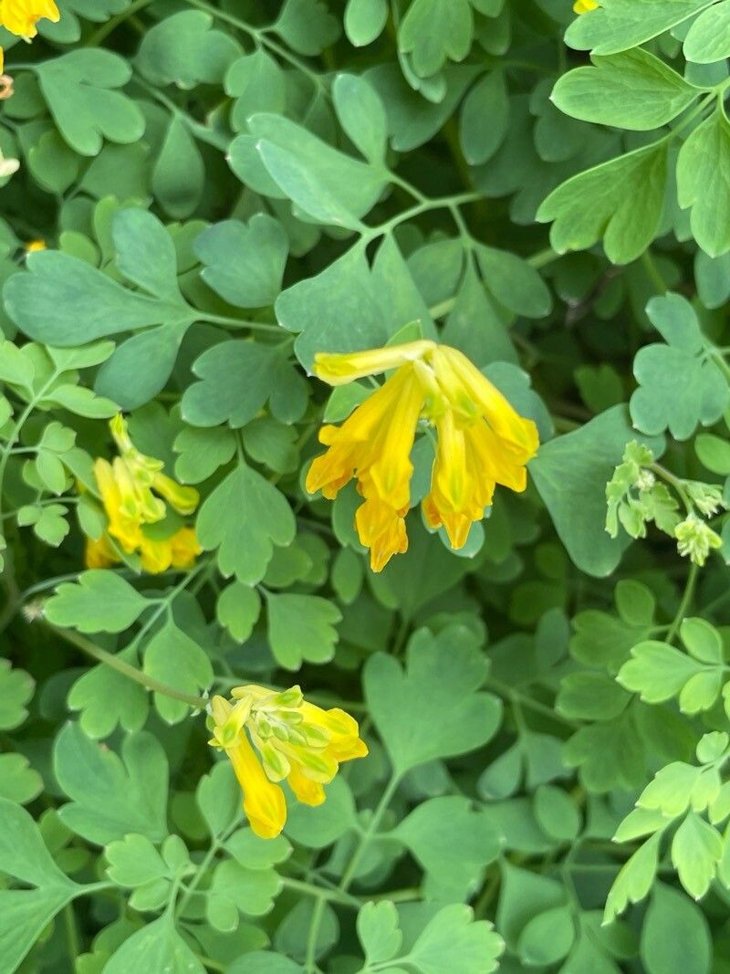 Pseudo-fumaria lutea flower