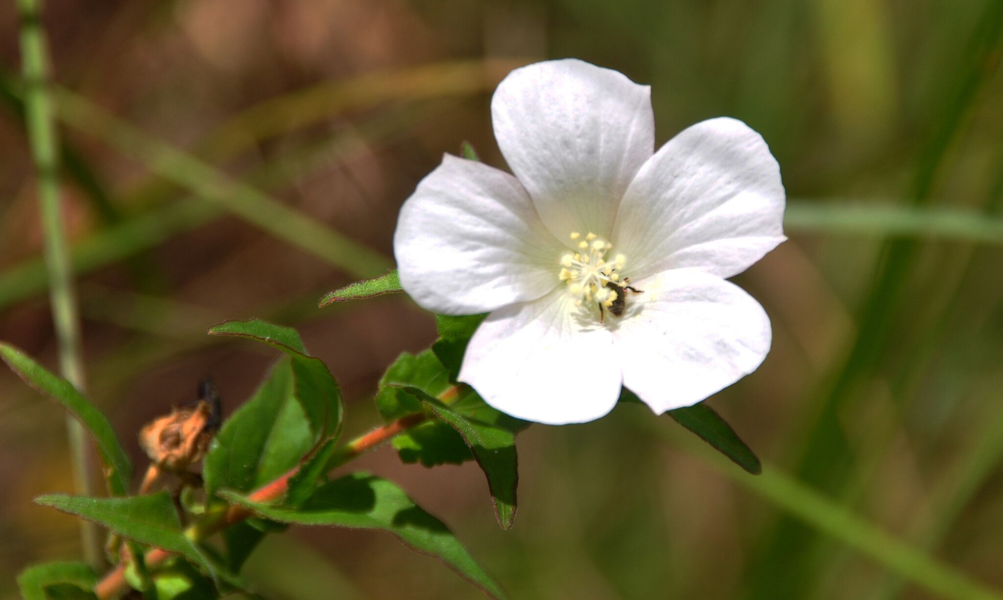 Cienfuegosia humbertiana — related species from the same genus