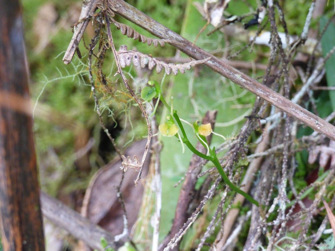 Liparis ambohimangana flower