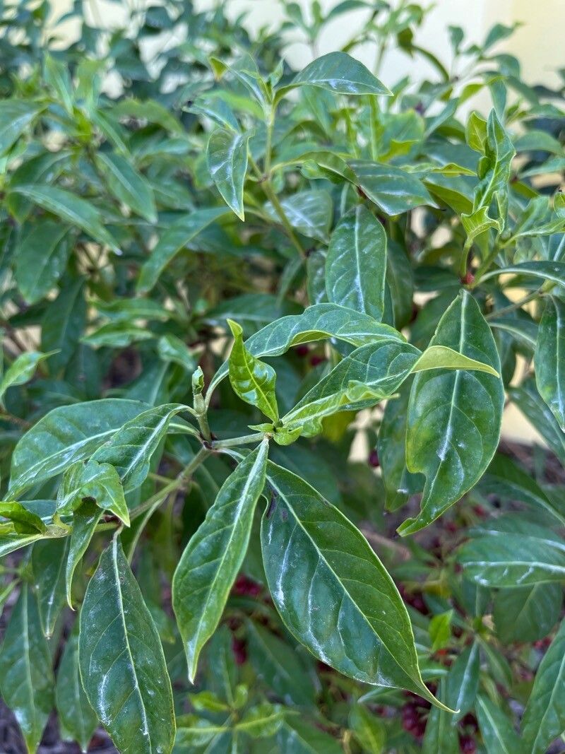 Psychotria ligustrifolia — houseplant care guide