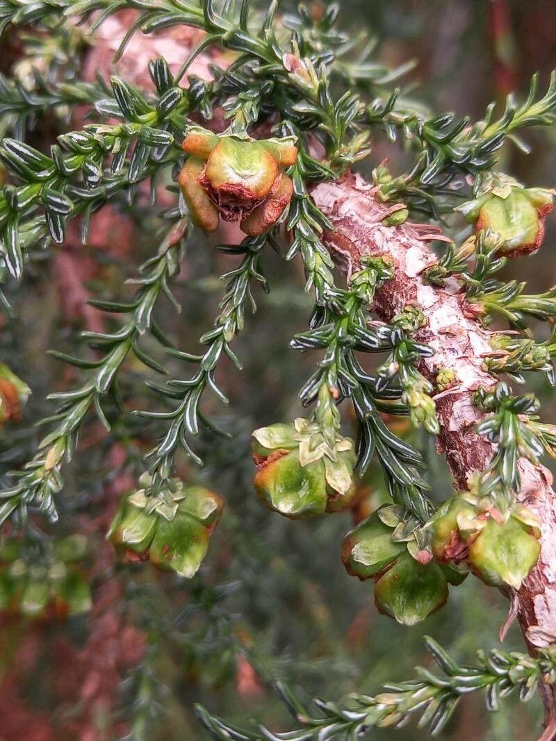 Fitzroya cupressoides fruit