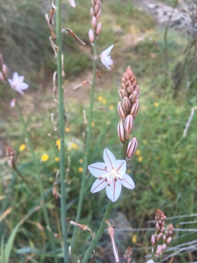 Asphodelus aestivus flower