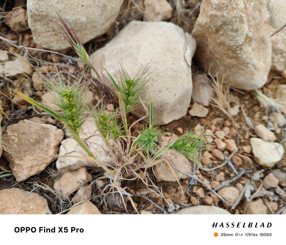 Aegilops kotschyi fruit