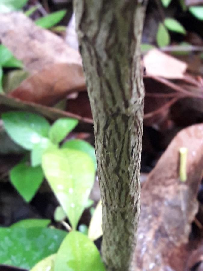 Simarouba amara bark