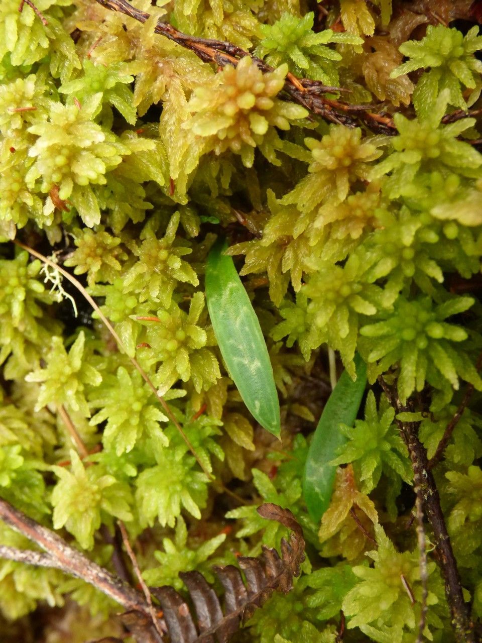 Cynorkis coccinelloides — houseplant care guide