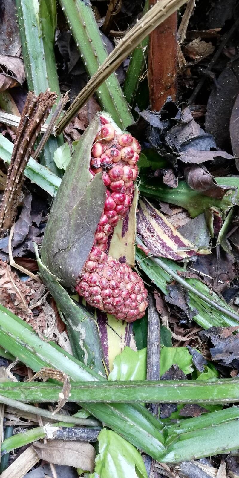 Lasimorpha senegalensis fruit