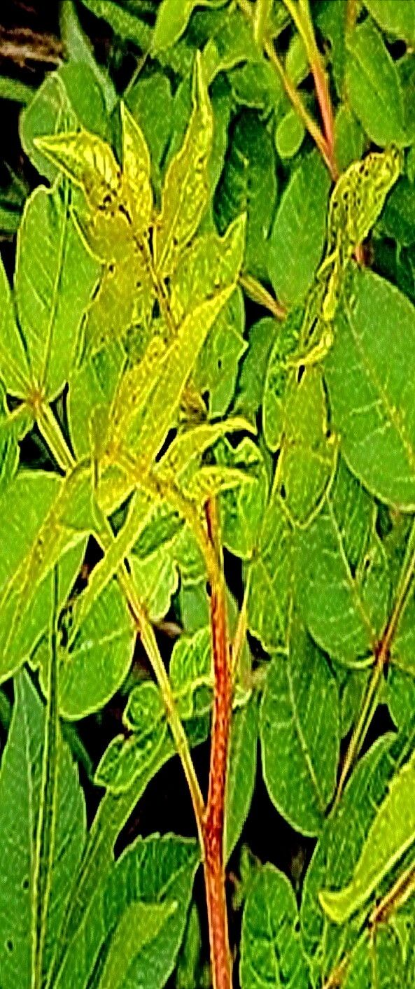 Bursera ariensis — related species from the same genus
