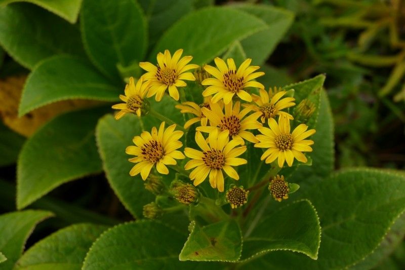 Verbesina guadeloupensis — houseplant care guide