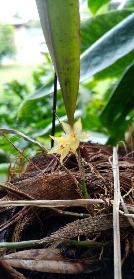 Octomeria surinamensis — houseplant care guide