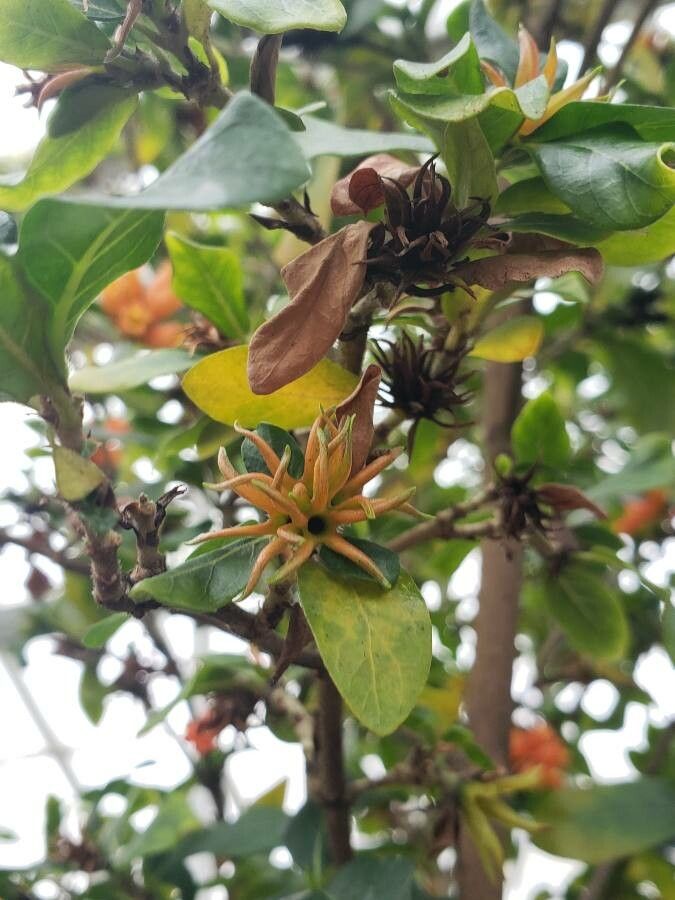 Burchellia bubalina other