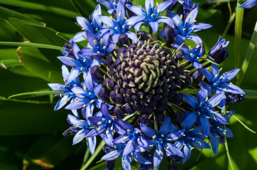 Oncostema peruviana flower