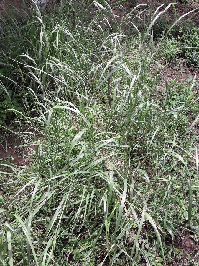 Panicum turgidum habit