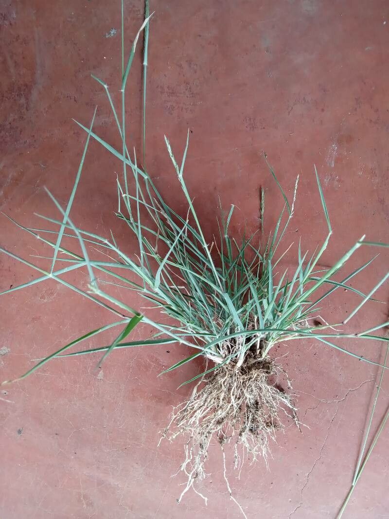 Eragrostis braunii — search result for 'Eragrostis'