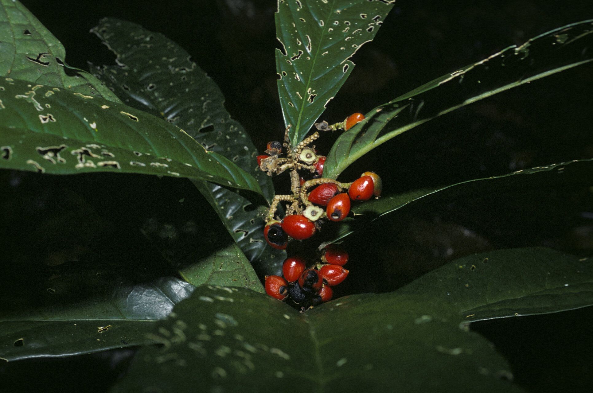 Cordia fanchoniae fruit