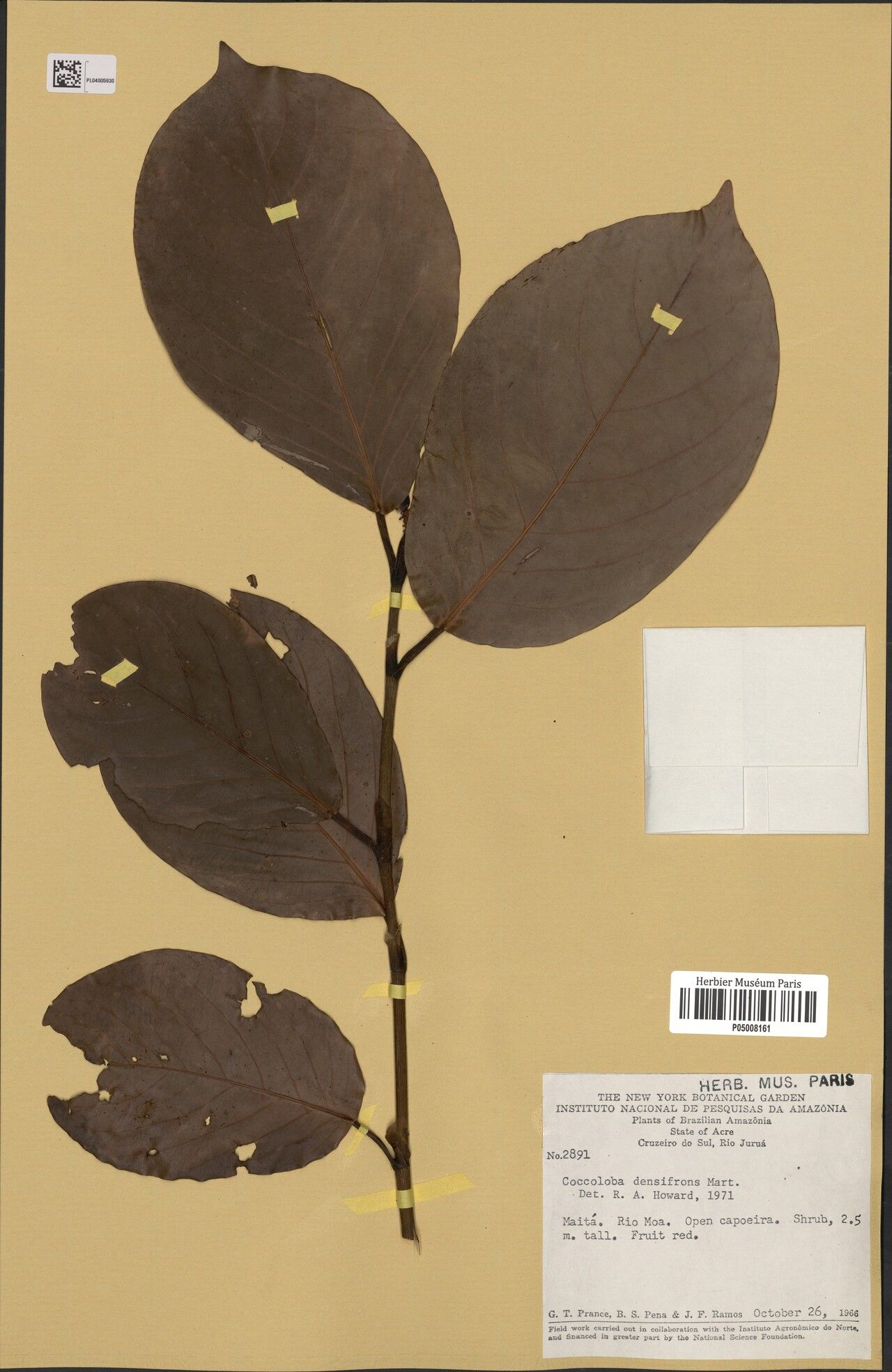 Coccoloba densifrons leaf