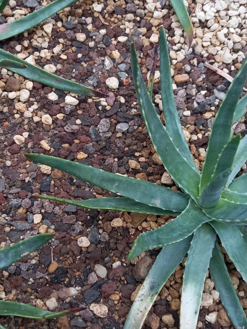 Aloe versicolor — search result for 'Aloe'