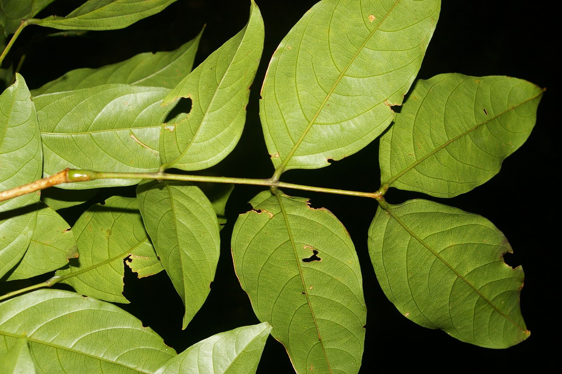 Inga mortoniana leaf
