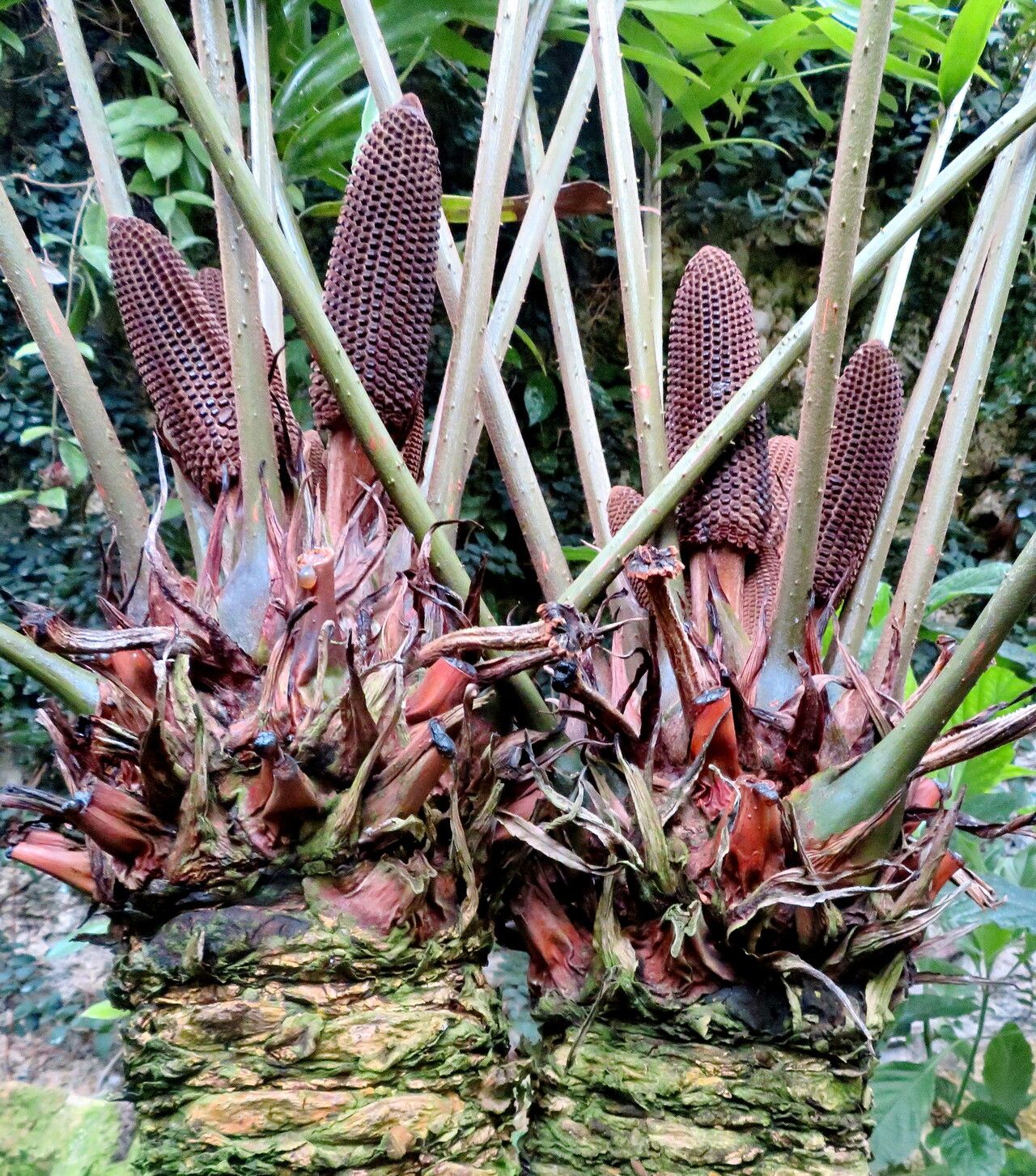 Zamia lindenii flower