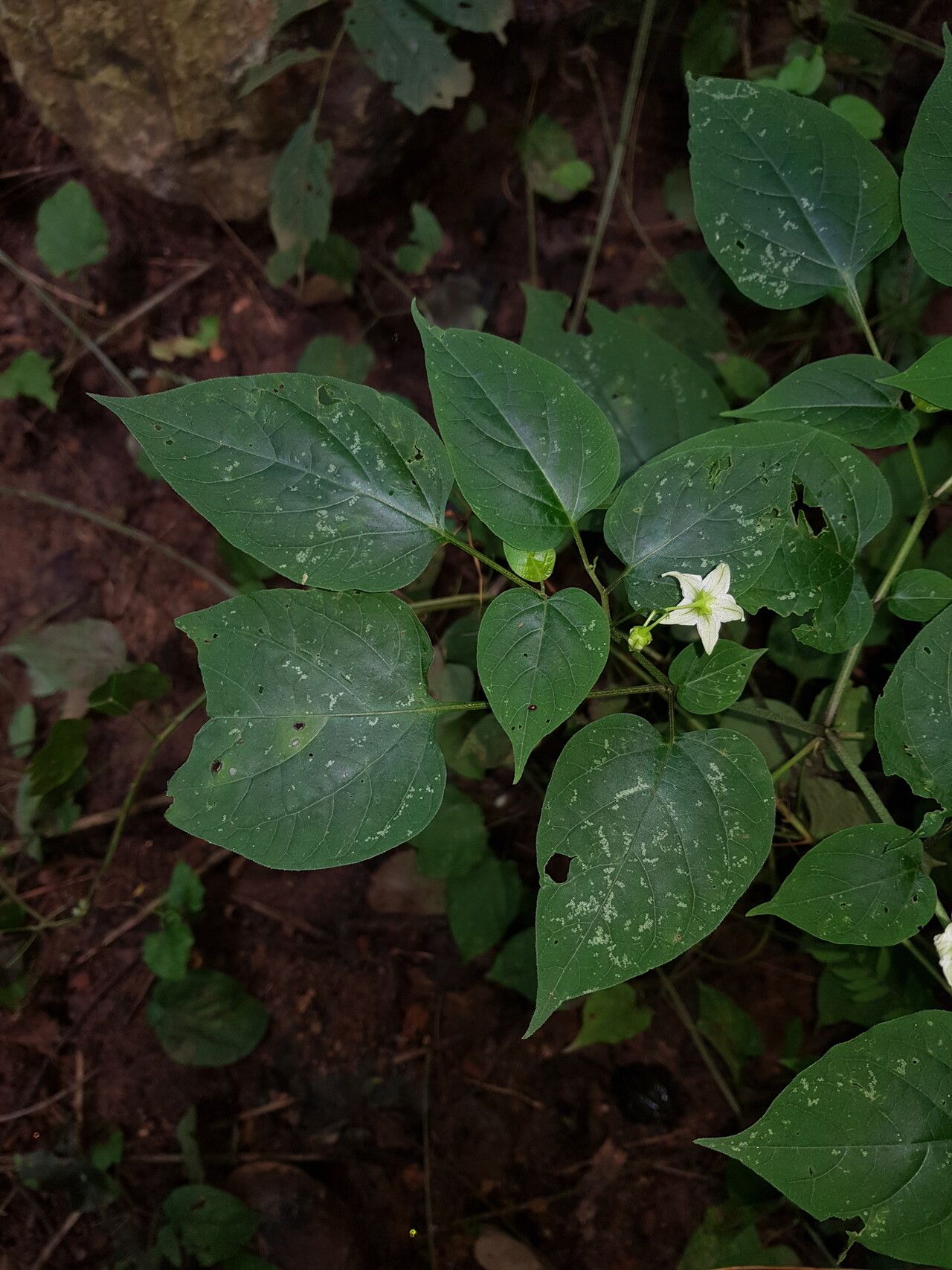 Solanum allophyllum habit