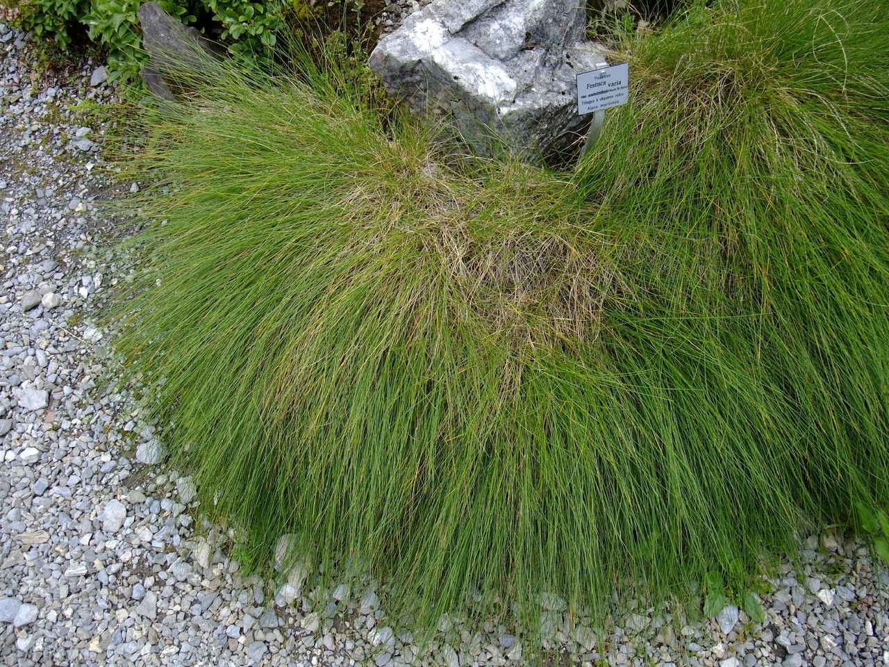 Festuca scabriculmis habit