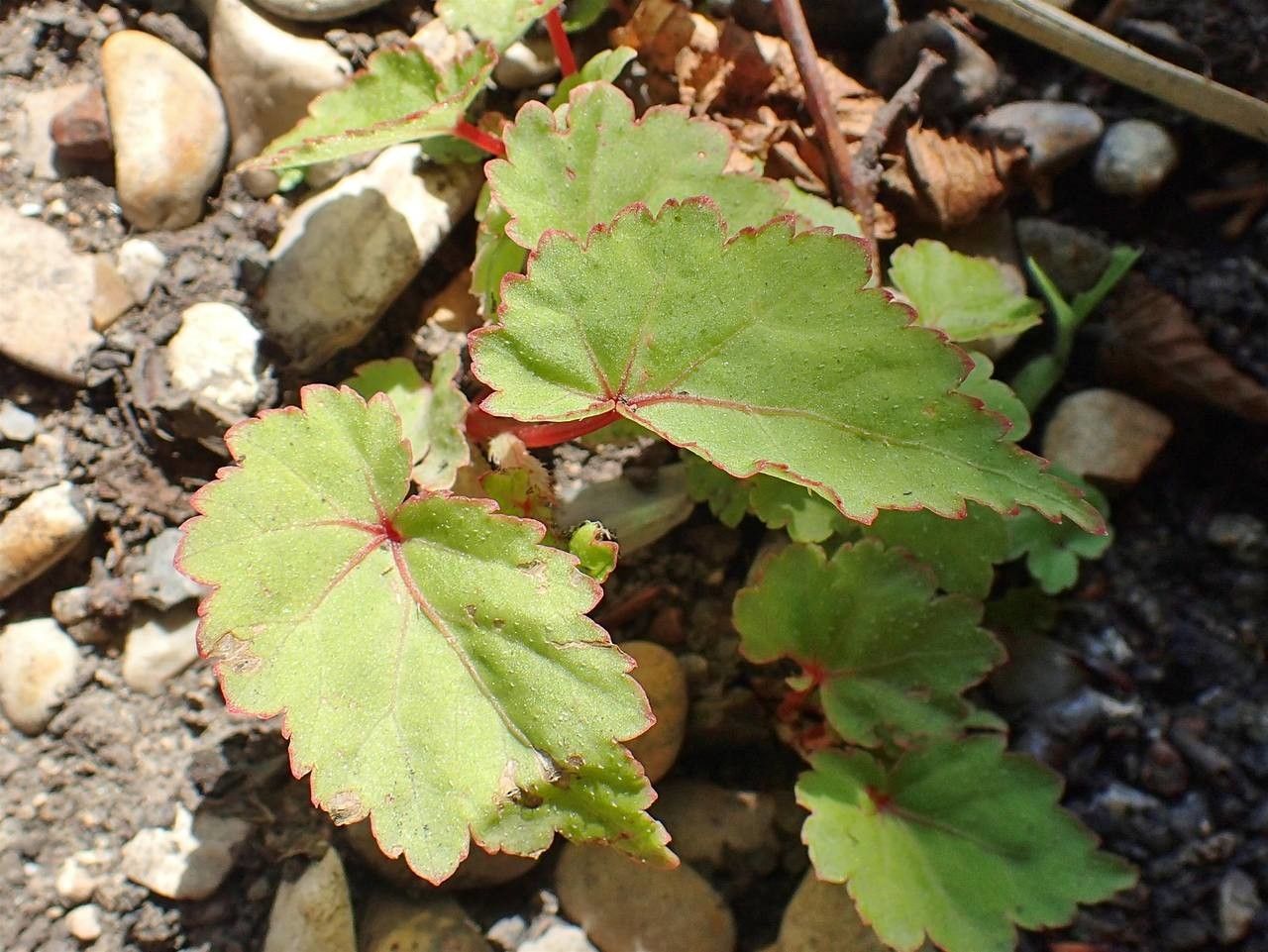Begonia sutherlandii habit