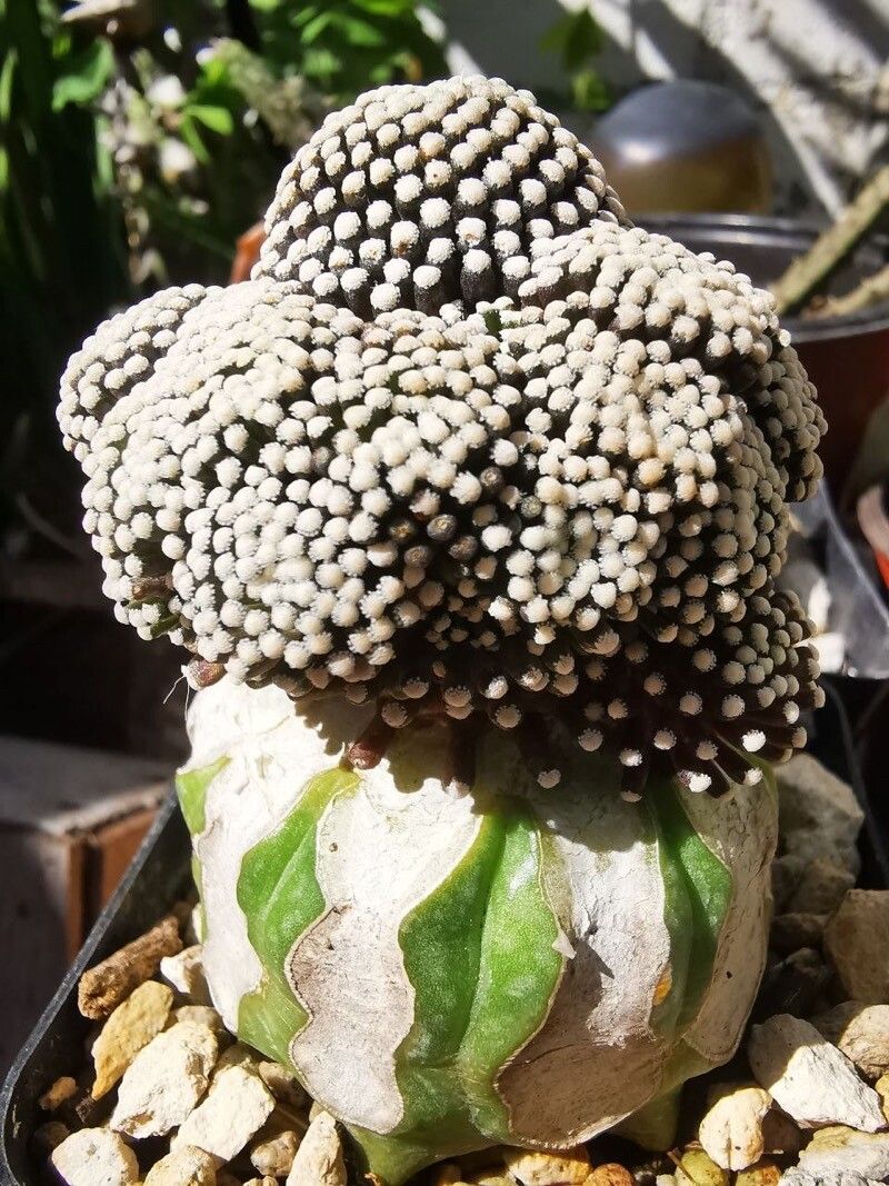 Mammillaria luethyi — houseplant care guide