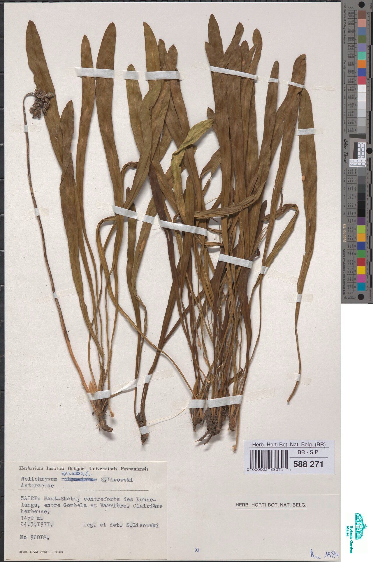 Helichrysum theresae — search result for 'Helichrysum'