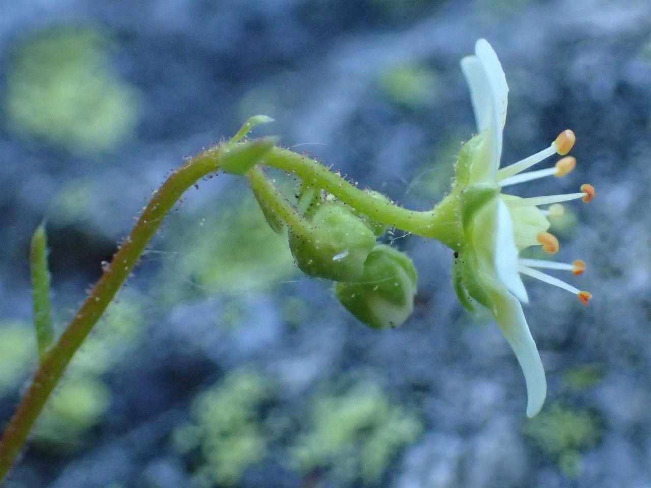 Saxifraga aspera fruit