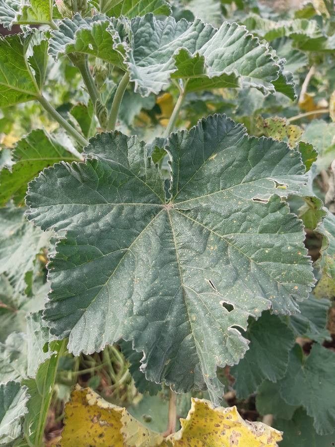 Malva preissiana — search result for 'Malva'