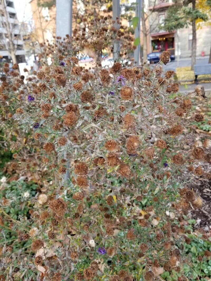 Monardella villosa fruit