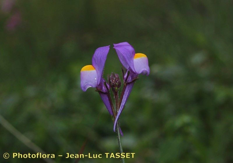 Linaria becerrae flower