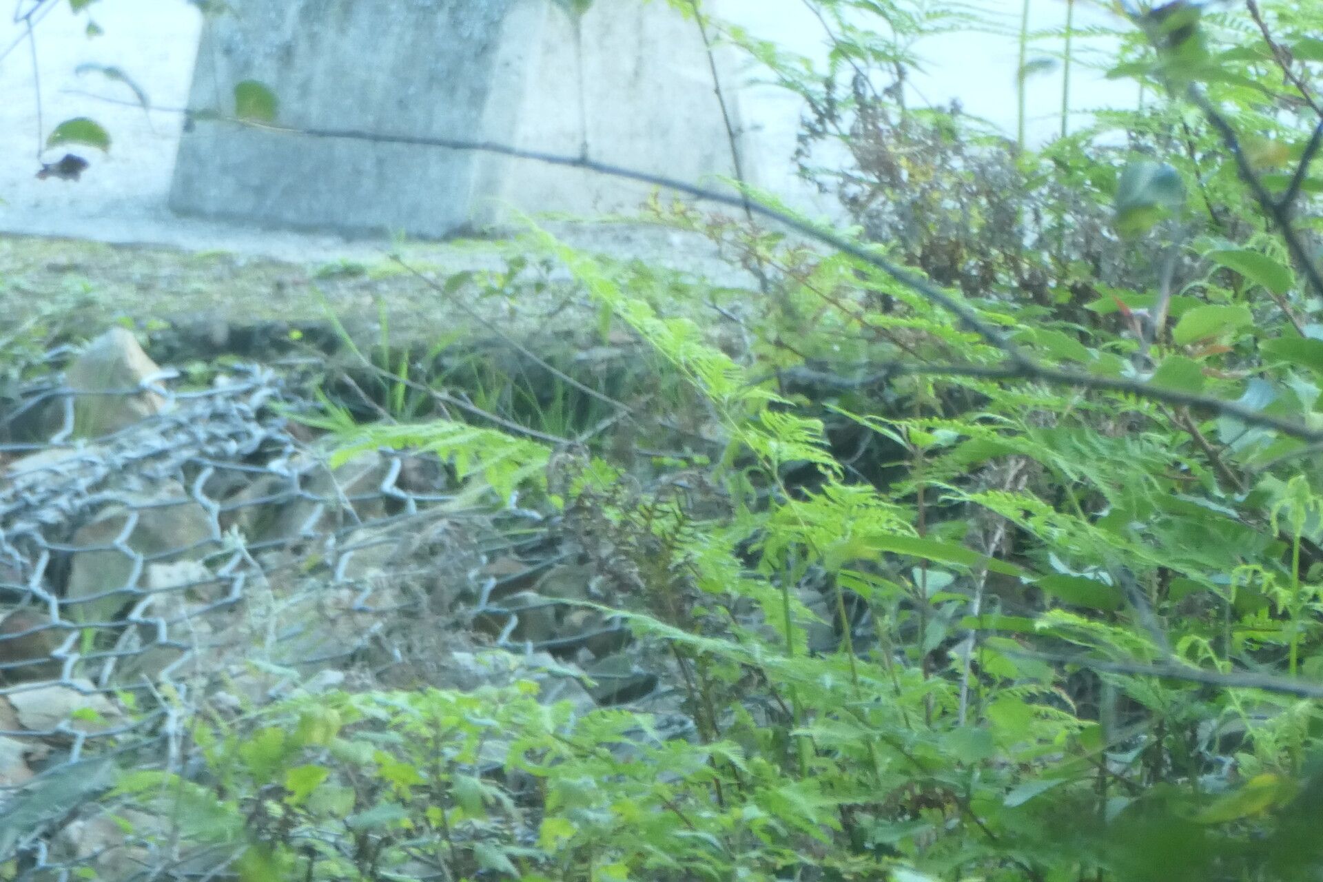 Pteris buchananii — search result for 'Pteris'