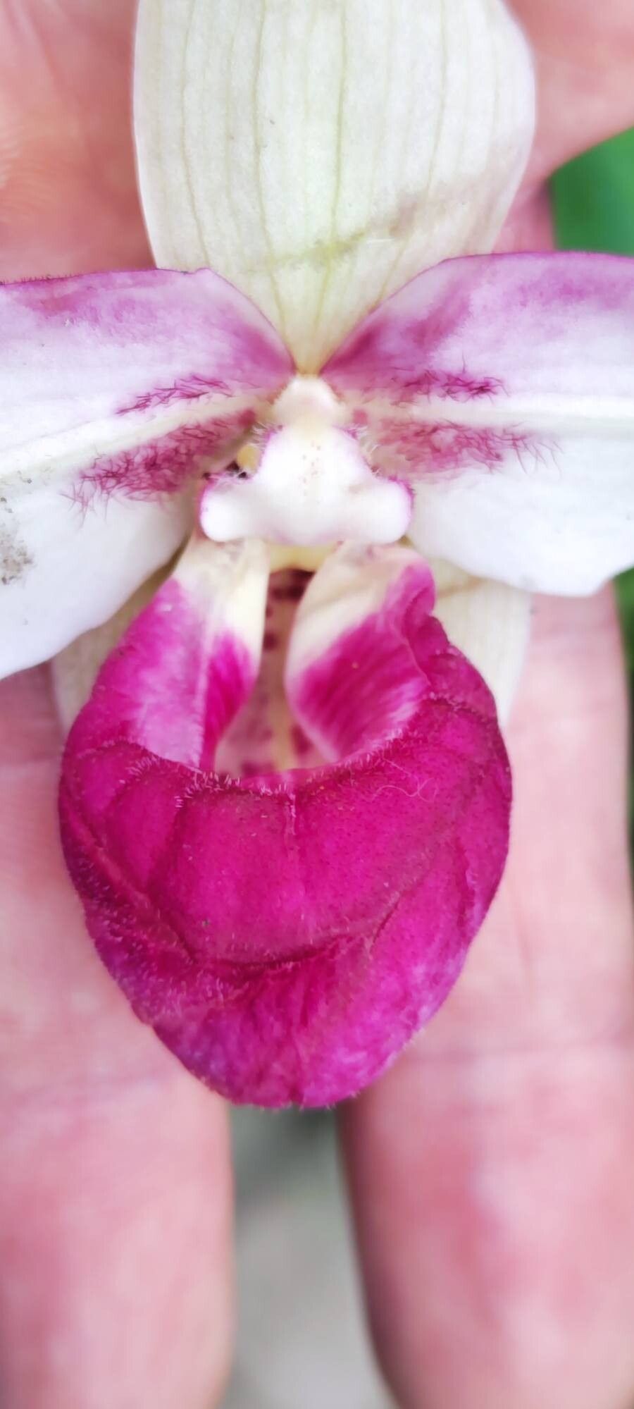 Phragmipedium schlimii flower