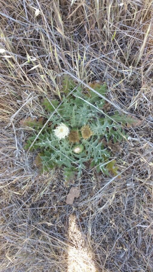 Cirsium foliosum habit