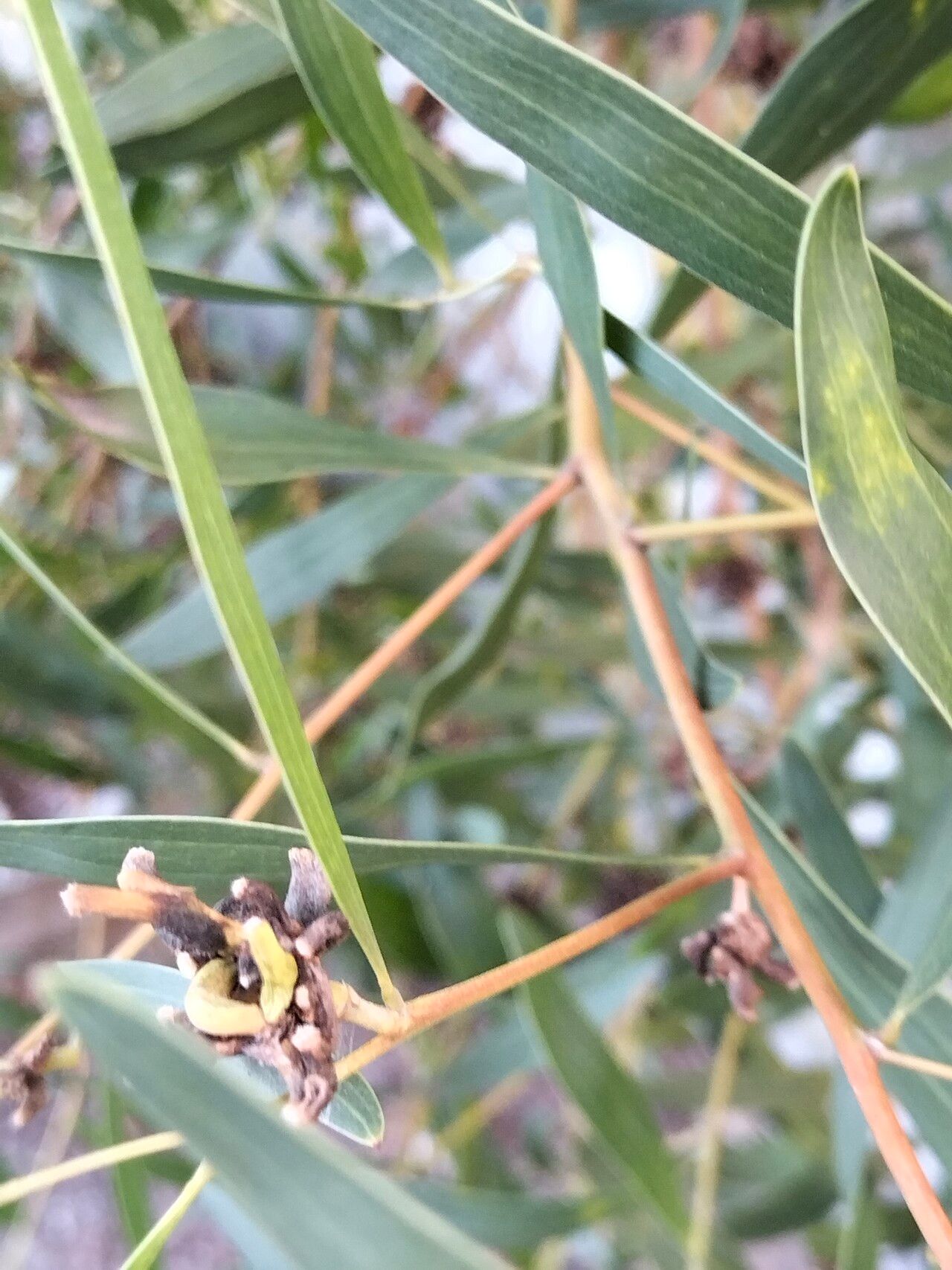 Acacia cyclops — search result for 'Acacia'